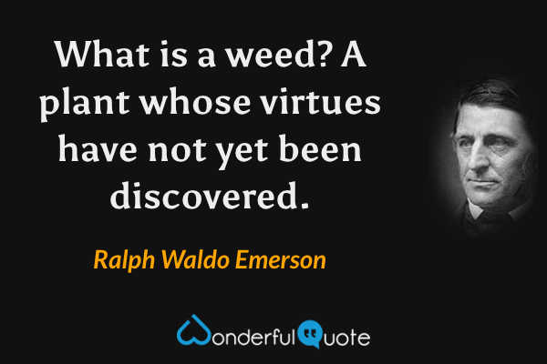 What is a weed? A plant whose virtues have not yet been discovered. - Ralph Waldo Emerson quote.