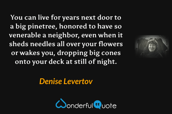 You can live for years next door
to a big pinetree, honored to have
so venerable a neighbor, even
when it sheds needles all over your flowers
or wakes you, dropping big cones
onto your deck at still of night. - Denise Levertov quote.